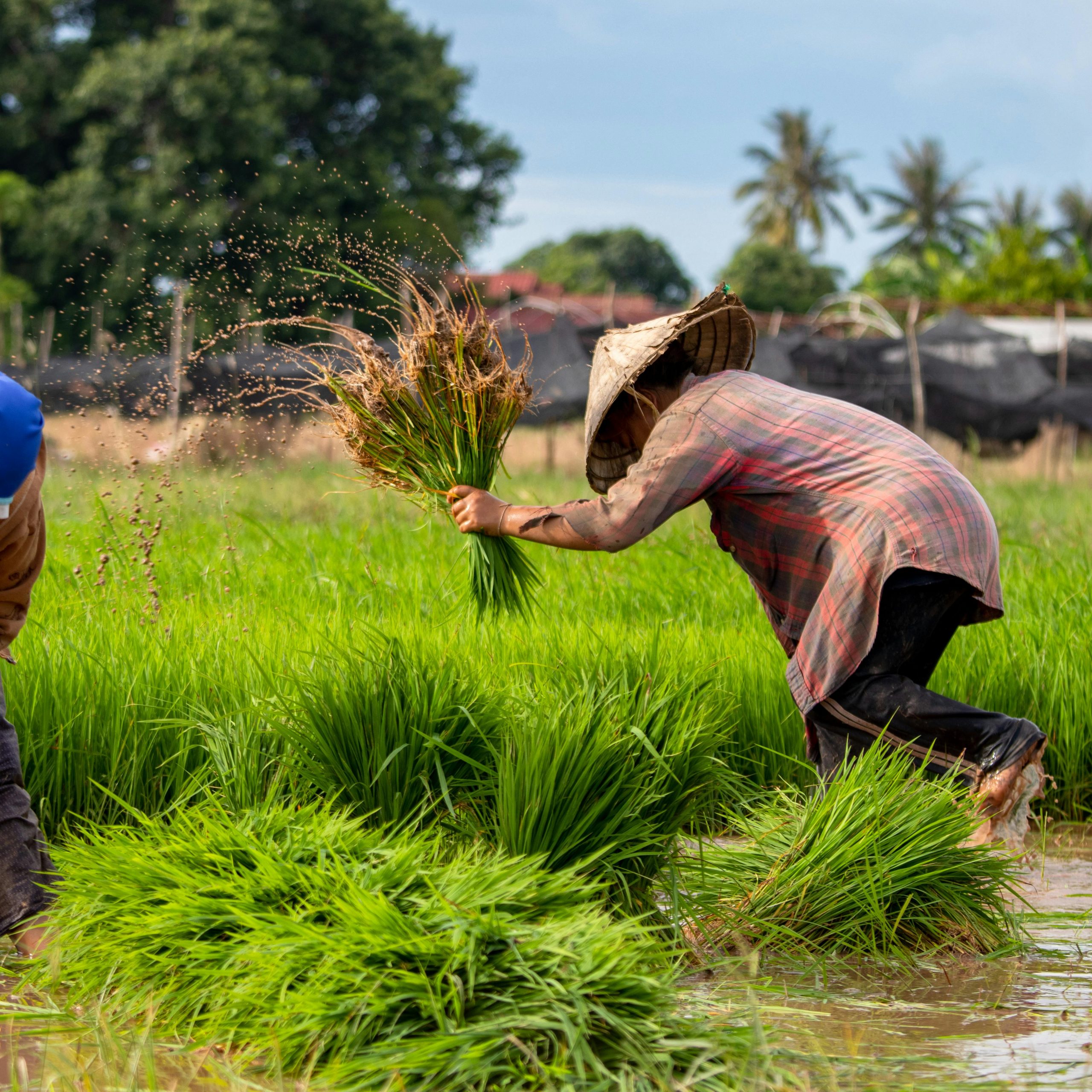 Day 2: Discover the Bolaven Plateau