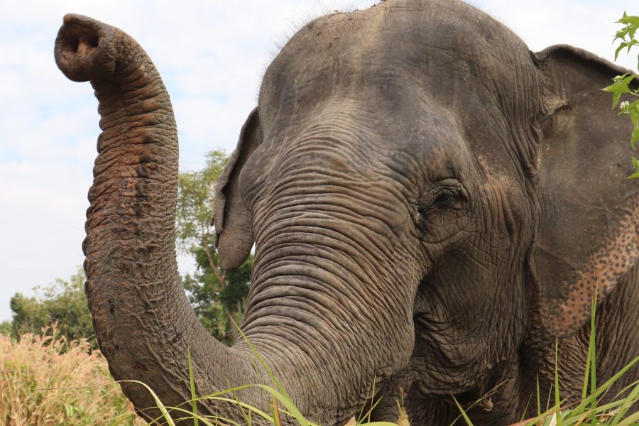 Elephant Sanctuary Day Tour: A Journey into the Heart of Nature