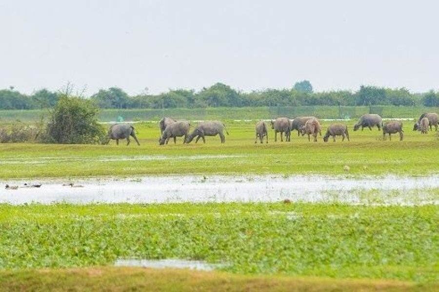 Countryside Adventure: Quad Bike Tour through Rural Cambodia